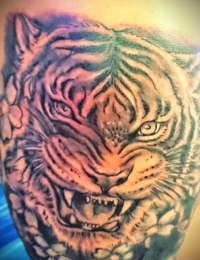 Nahaufnahme eines japanischen Tattoos im Black-and-Grey-Stil. Zu sehen ist das detailreich schattierte Gesicht eines knurrenden Tigers (Tora) mit geöffnetem Maul und spitzen Reißzähnen. Das Porträt ist an den Wangen und unten mit kleinen Kirschblüten (Sakura) verziert, gestochen von BIG WAVE TATTOO PRIVATE & ART.